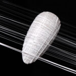 MATRIX NO WIPE – PEARL OF LAO TZU NAIL ART