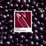 VINTAGE MERLOT – BERRY BLOOM COLLECTION BERRY BLOOM COLLECTION